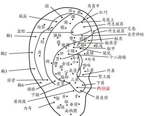 耳朵痣圖|面相：耳朵有痣算命圖解，全位置對照，看看你是哪一。